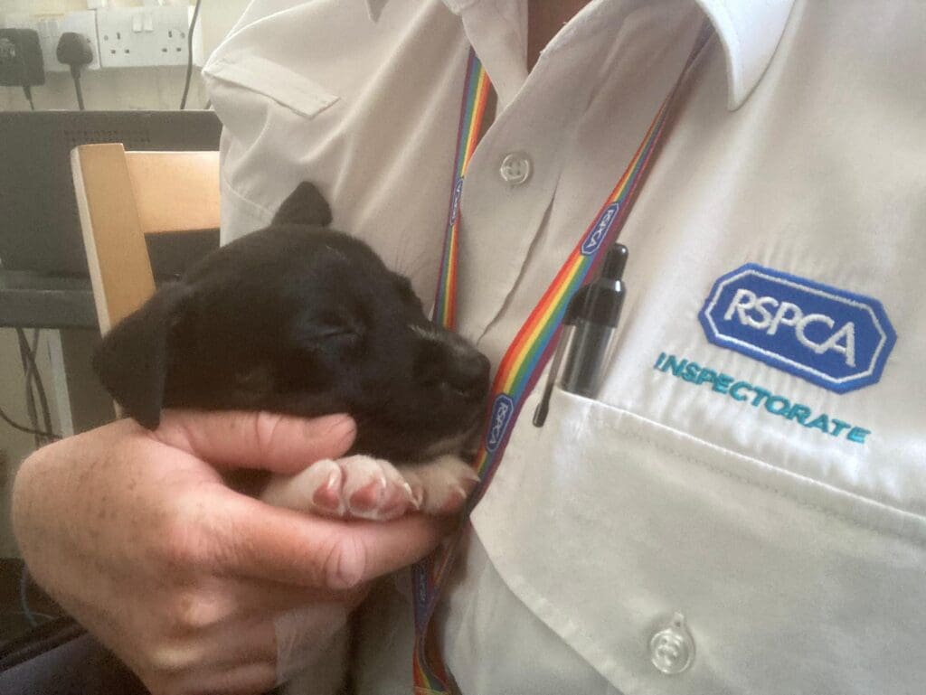 Animal abandonments have soared in Wales