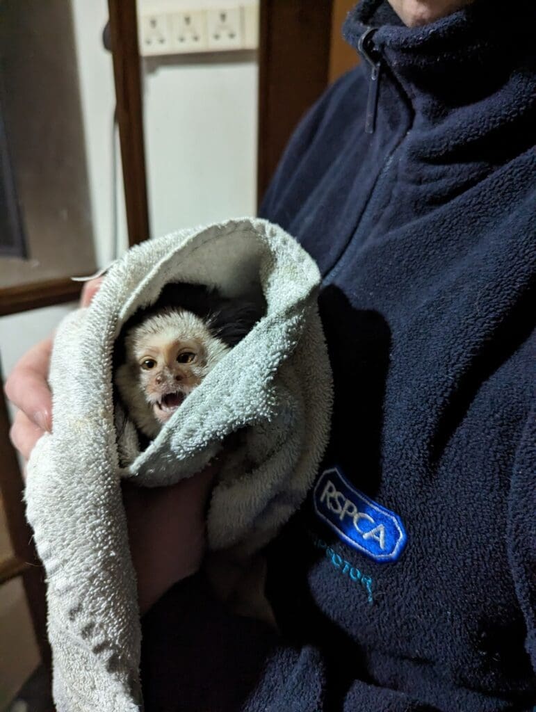 RCT owners banned from keeping animals after causing marmoset to suffer