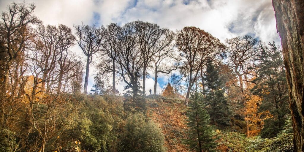 ‘Dinosaur trees’ from Australia begin their new life at Bodnant Garden