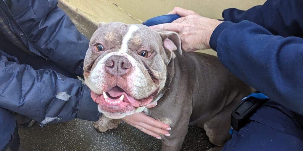 Dog abandoned at gates at RSPCA Newport Animal Centre as incidents rise