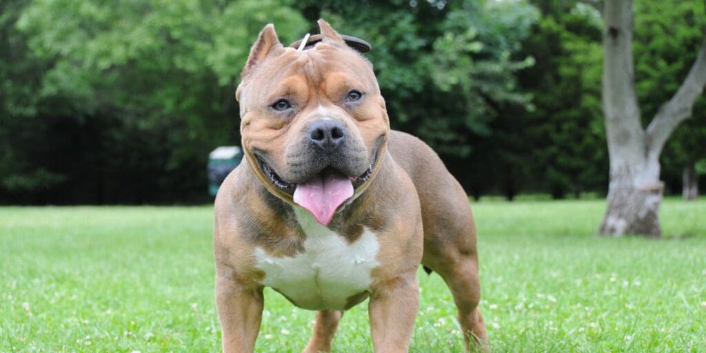 Owners of American Bully XL dogs have 2 Weeks to take action
