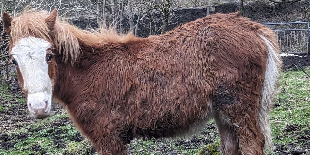 RSPCA Cymru appeal after foal found in poor condition in Ebbw Vale