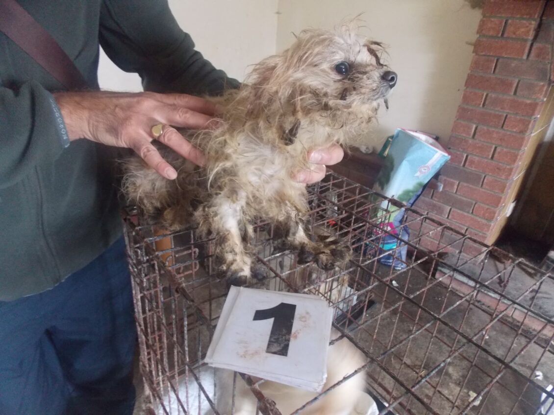 Fortyeight dogs and one cat neglected in unsuitable conditions with