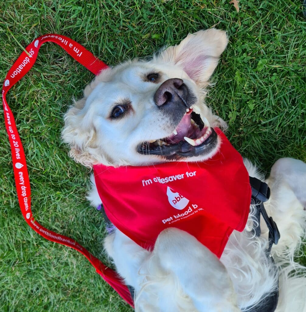 Lifesaving blood bank service for dogs is coming to North Wales!