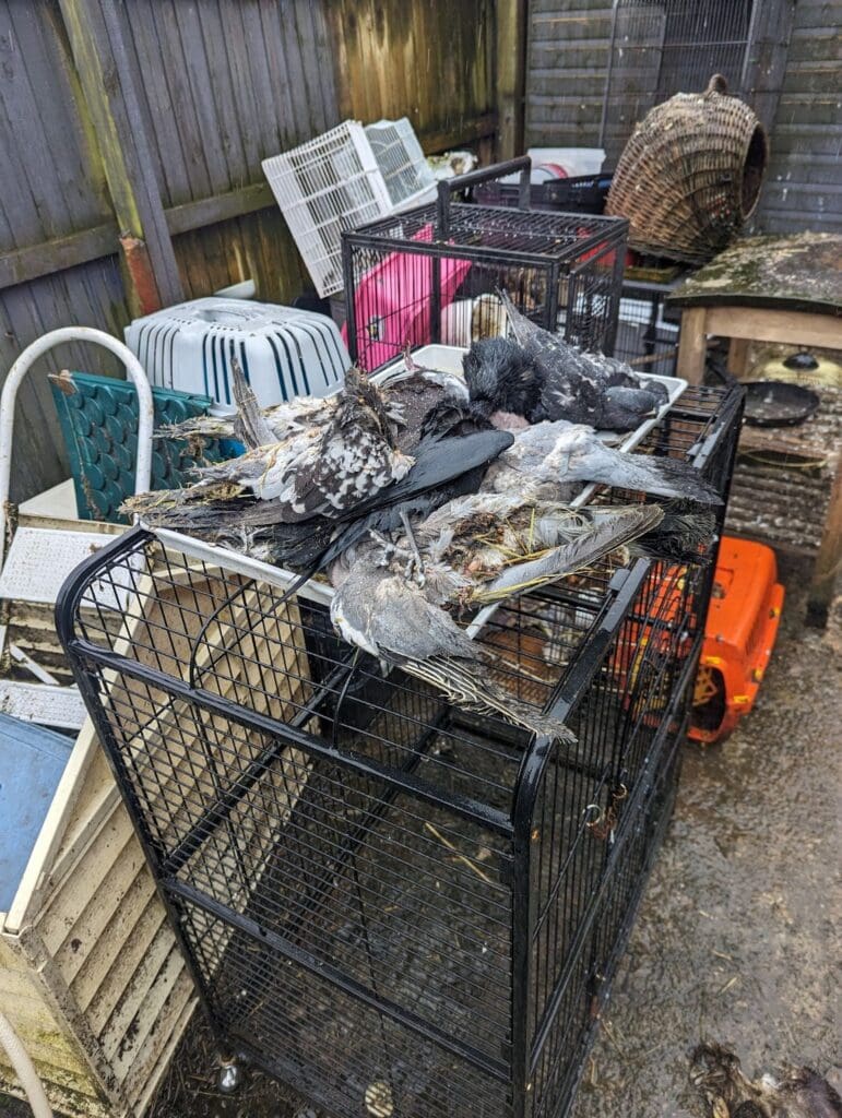 Caerphilly woman gets life ban after wild birds kept in unsuitable environment