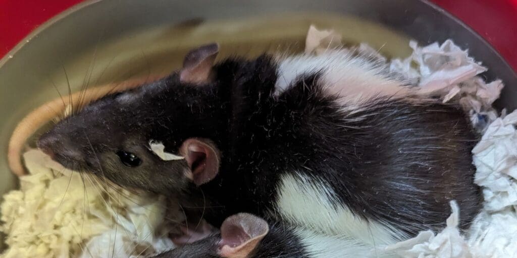 Rats abandoned in pet carrier in Newport