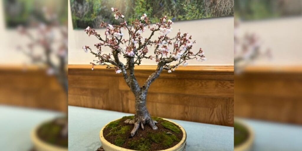 Aberglasney delighted to host Dragon Bonsai Spring Show