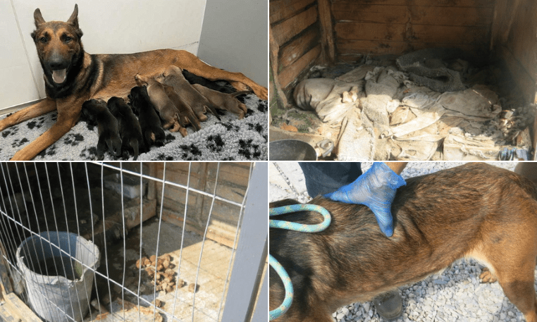 Caerphilly man guilty of causing unnecessary suffering to his dogs