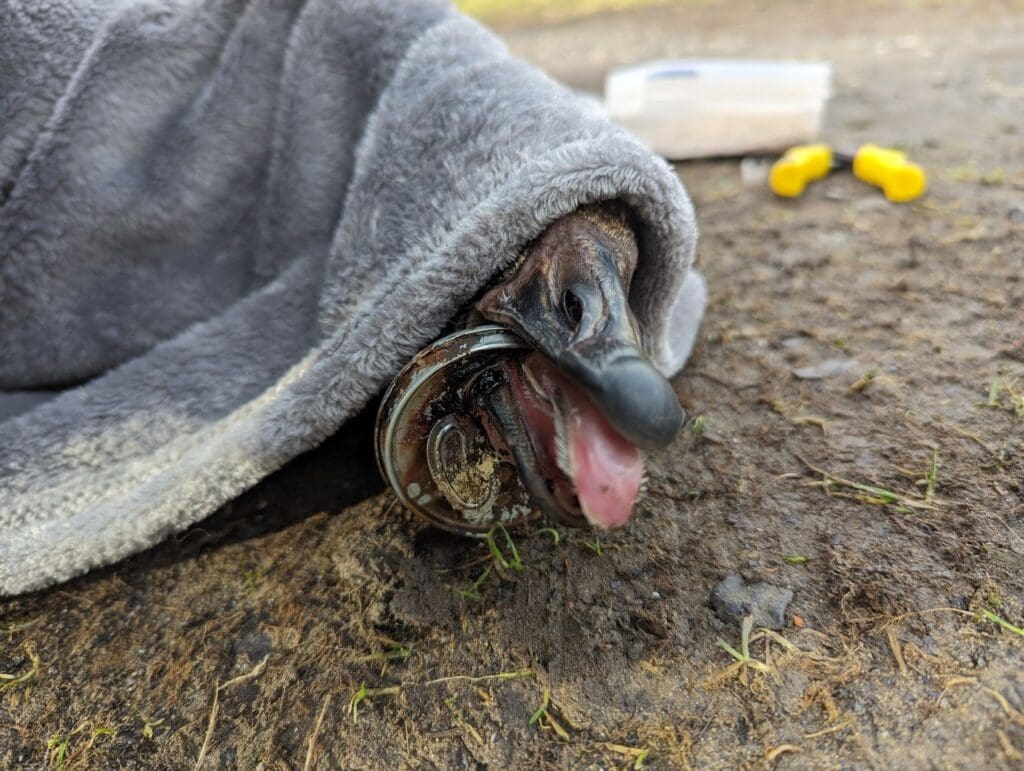 RSPCA Cymru issues litter reminder after goose found with can stuck on its mouth