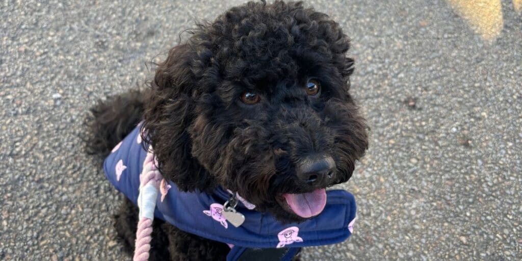 Valentine’s Day dash to vets after Welsh puppy eats tray of Dairy Box