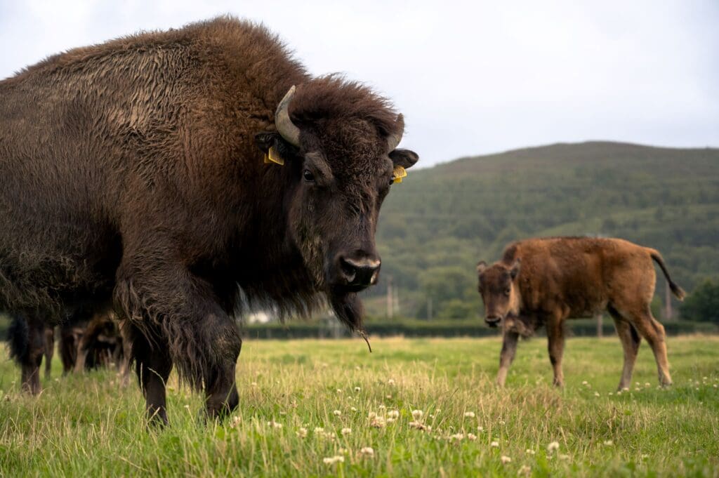 New year addition means organic farm estate now has largest herd of bison in UK