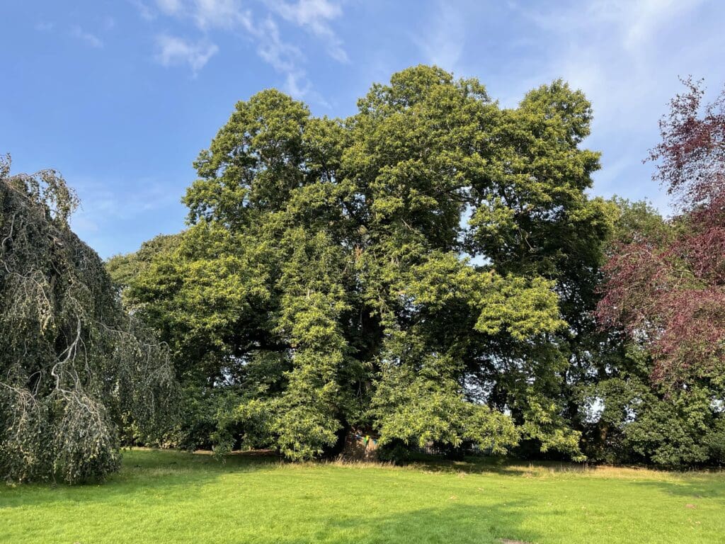 This tree in Wales could be named ‘European Tree of the Year’