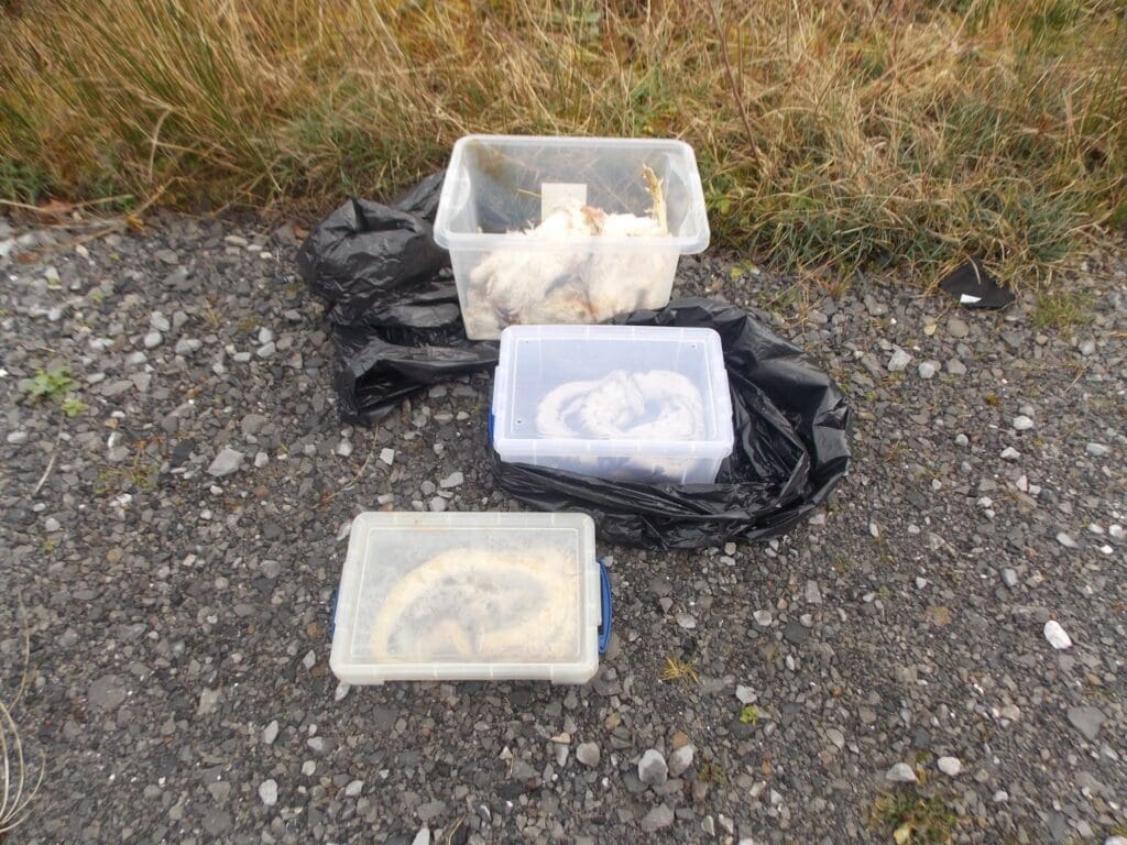 Twenty-seven snakes and four chickens abandoned in Pembrokeshire