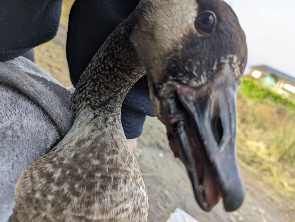 More than 600 calls made to RSPCA in Wales to report animals affected by litter