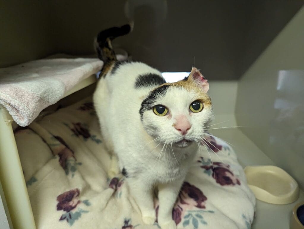 Cat who needed parts of ears removed due to sun damage seeks home