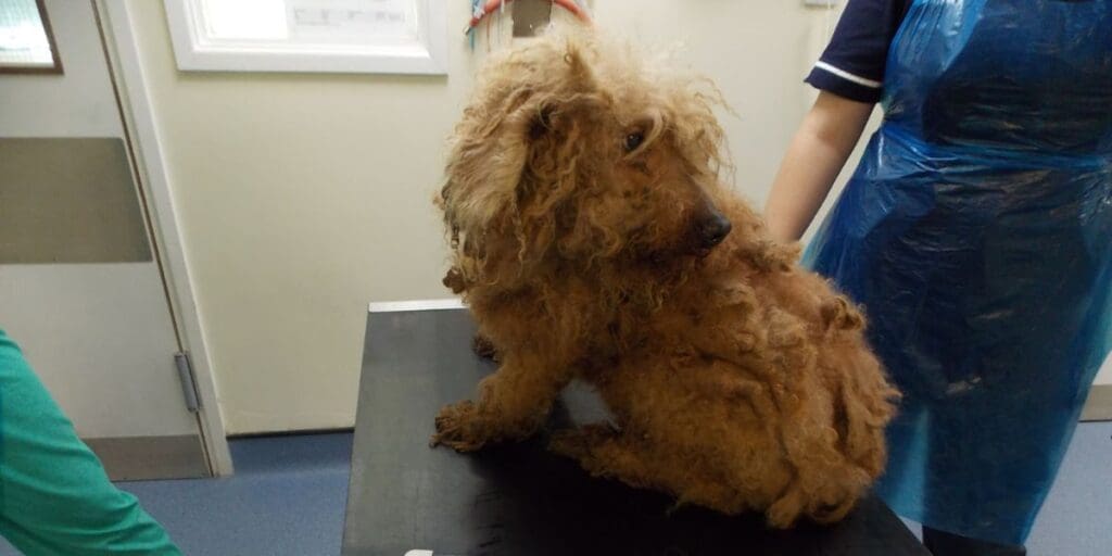 Neglected poodles find their forever homes after RSPCA rescue