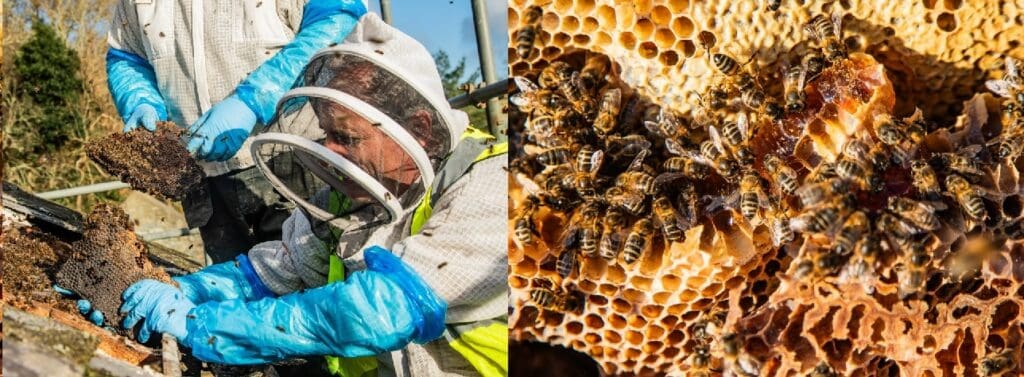 50,000 unusual residents protected during National Trust Cymru repairs