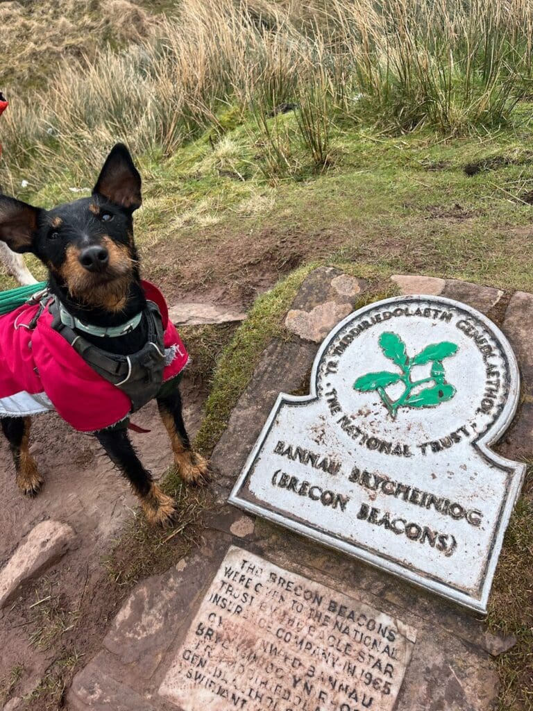 Dog climbs Pen Y Fan to raise money for charity that’s cared for him for three years