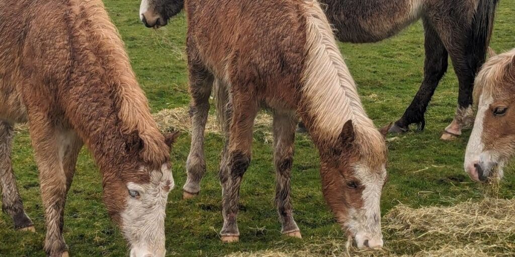 RSPCA Cymru appeal for owner following concerns of pony at common
