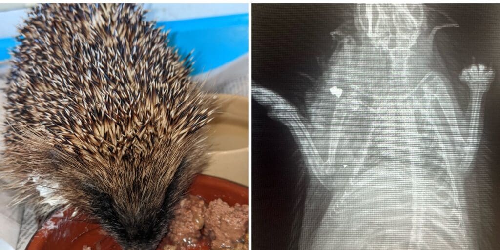 RSPCA Cymru issue appeal after hedgehog shot with air gun