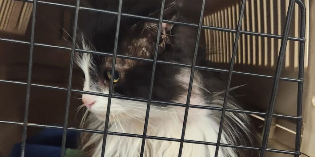 Welsh cat reunited with owner after two years thanks to microchip