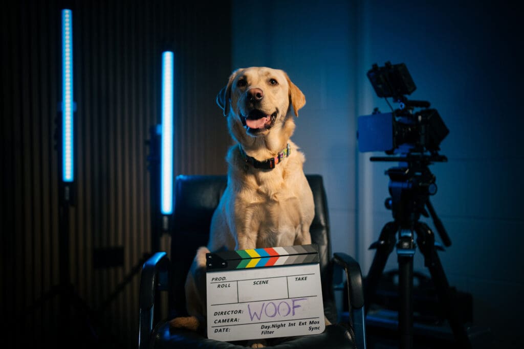 Visit Wales is searching for dogs with star potential for new campaign