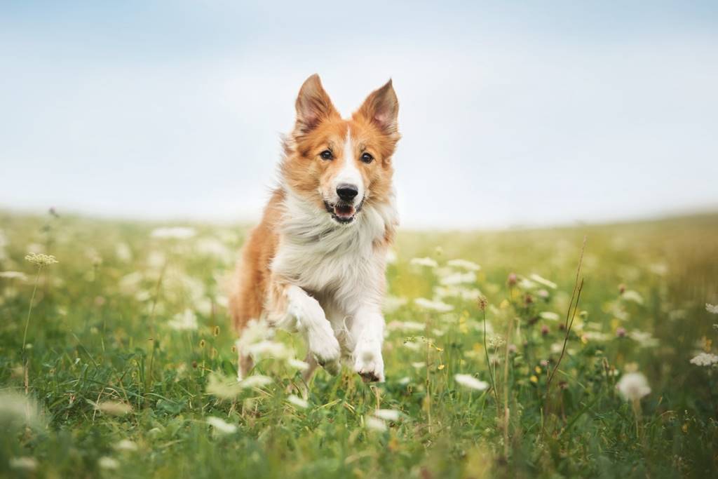Vet Nurse shares spring safety advice for animal lovers