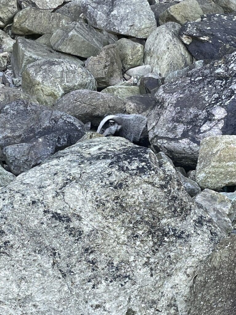 Badger cub rescued and released after cliff fall at beach near St David’s