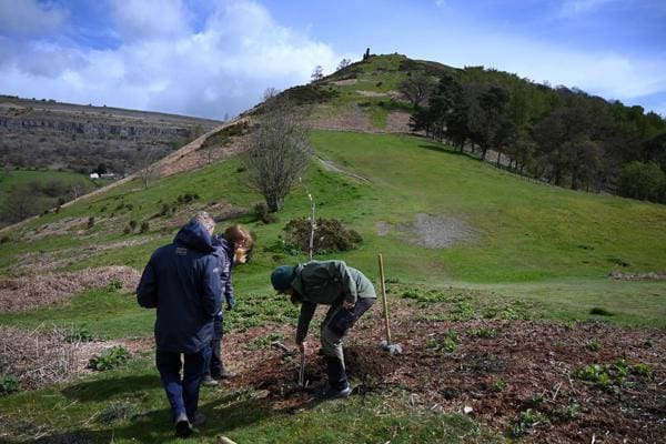 One of the world’s rarest tree is returned to North Wales