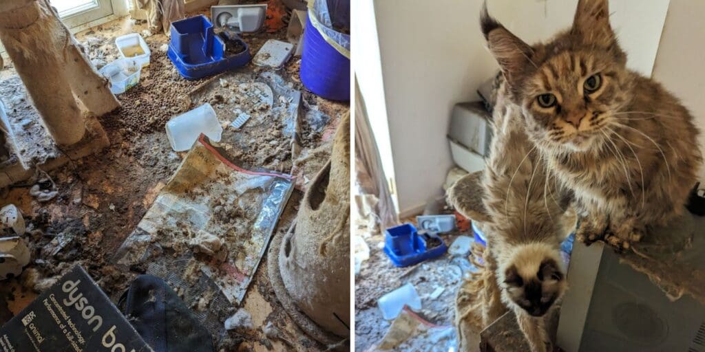 Eight cats found abandoned in unsuitable and filthy conditions in Hirwaun