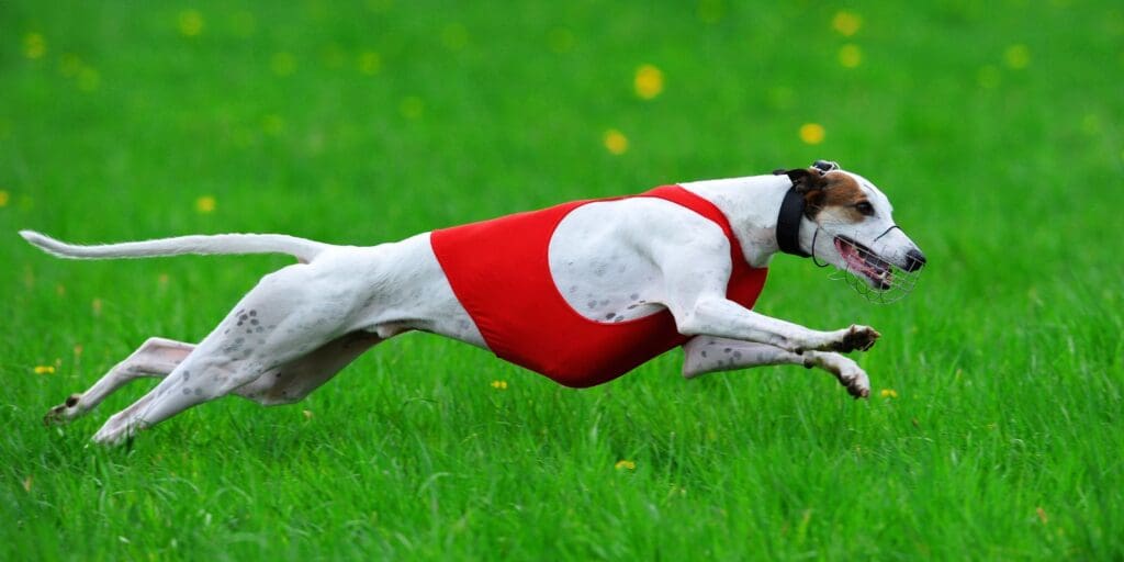 How to Analyse Greyhound Racing Stats in 2024