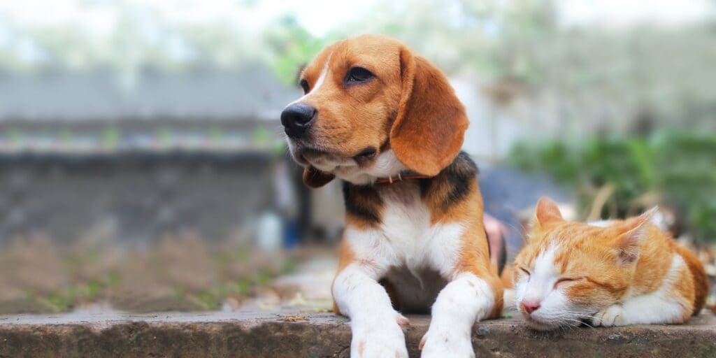 How to choose the puurfect name for your pet, according to experts