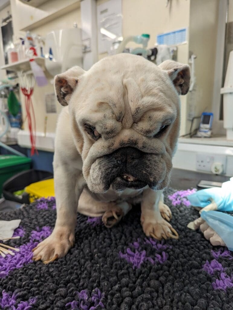 RSPCA provides emergency vet care for Bulldog abandoned in Swansea flat