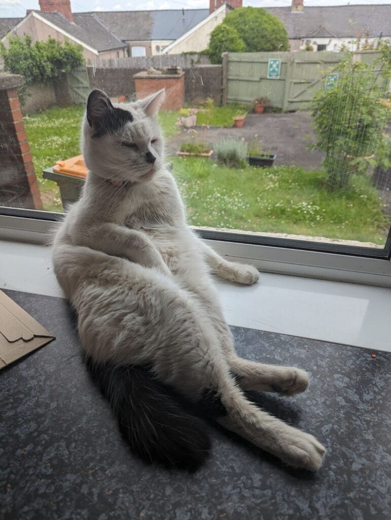 Missing cat returned to owner after four years