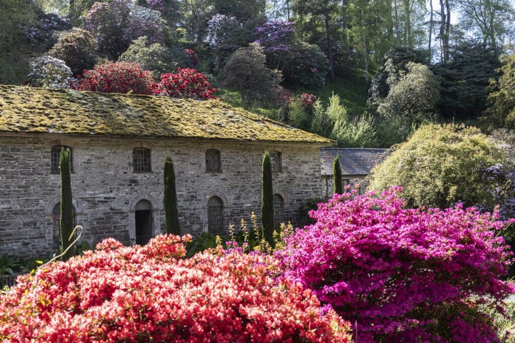Spring blooms at world-famous Bodnant Garden