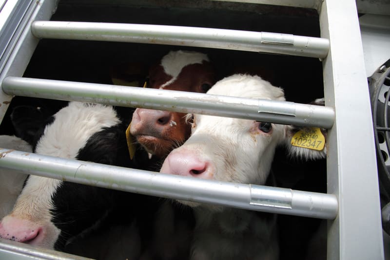 Live exports finally banned in ‘biggest day’ for animal welfare