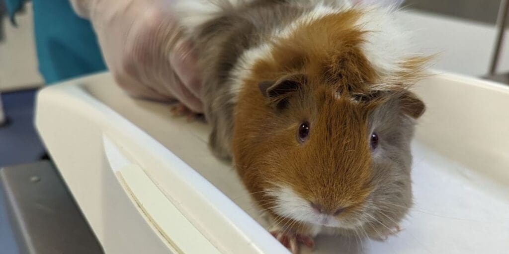 RSPCA issue appeal after 13 guinea pigs abandoned in Cardiff lane