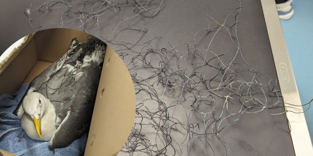 RSPCA issues warning of the hazards to wildlife after netting traps gull