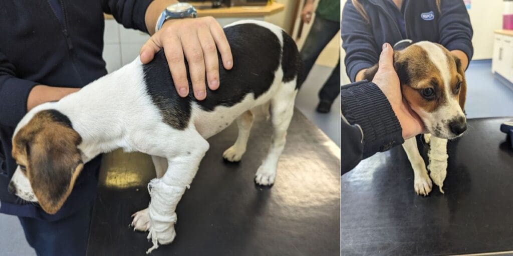 Puppy who suffered with broken leg to be rehomed following court case