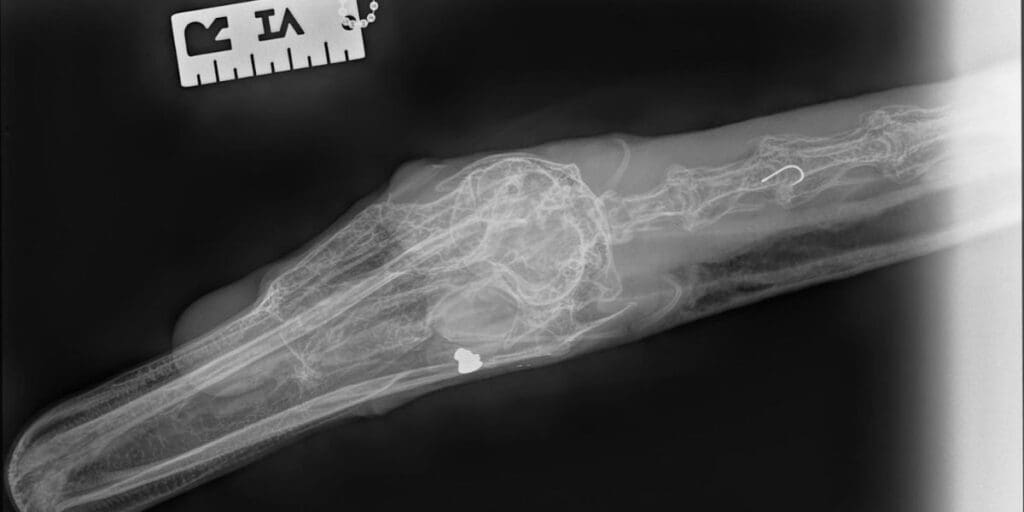 Swan who swallowed fishing hook also found with pellet in his head