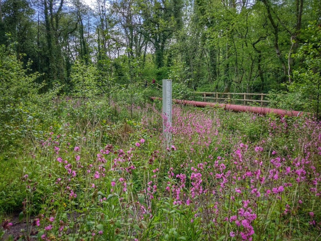 Nature reclaims land once decimated by coal mining in Bridgend