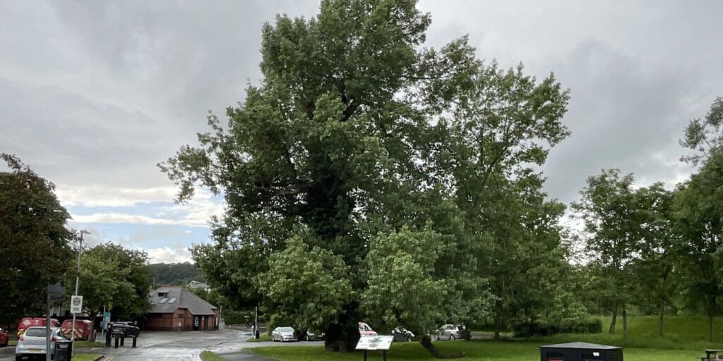 New portal shows protected trees and conservation areas