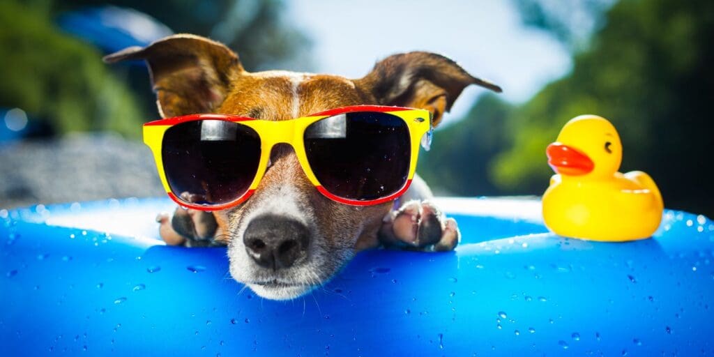 How to keep your pets cool during a heatwave
