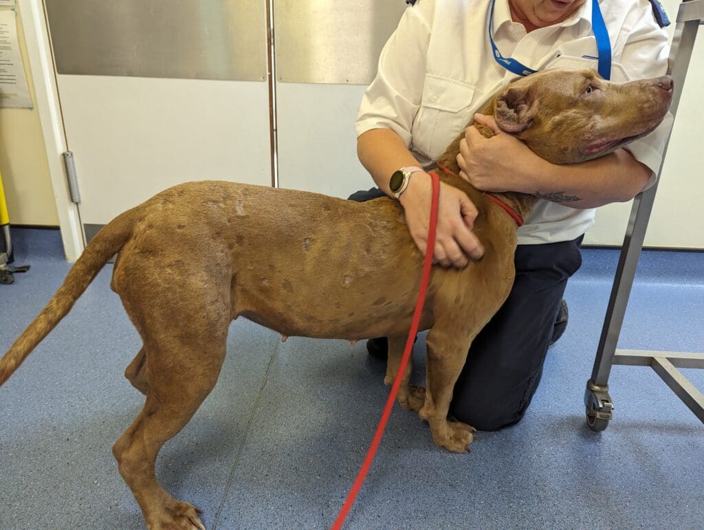 Man banned from keeping animals after beating dog