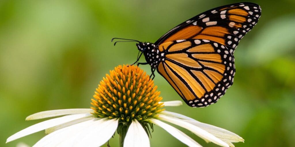63,237 butterflies spotted in Wales last summer, how many this year?
