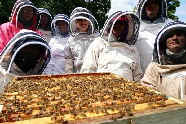 Pollinator Paradise: Bees Flourish in Bodelwyddan’s Historic Park