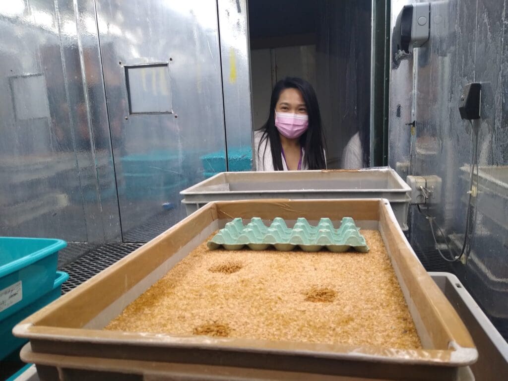 Welsh scientists explore insect-based diets for a greener future