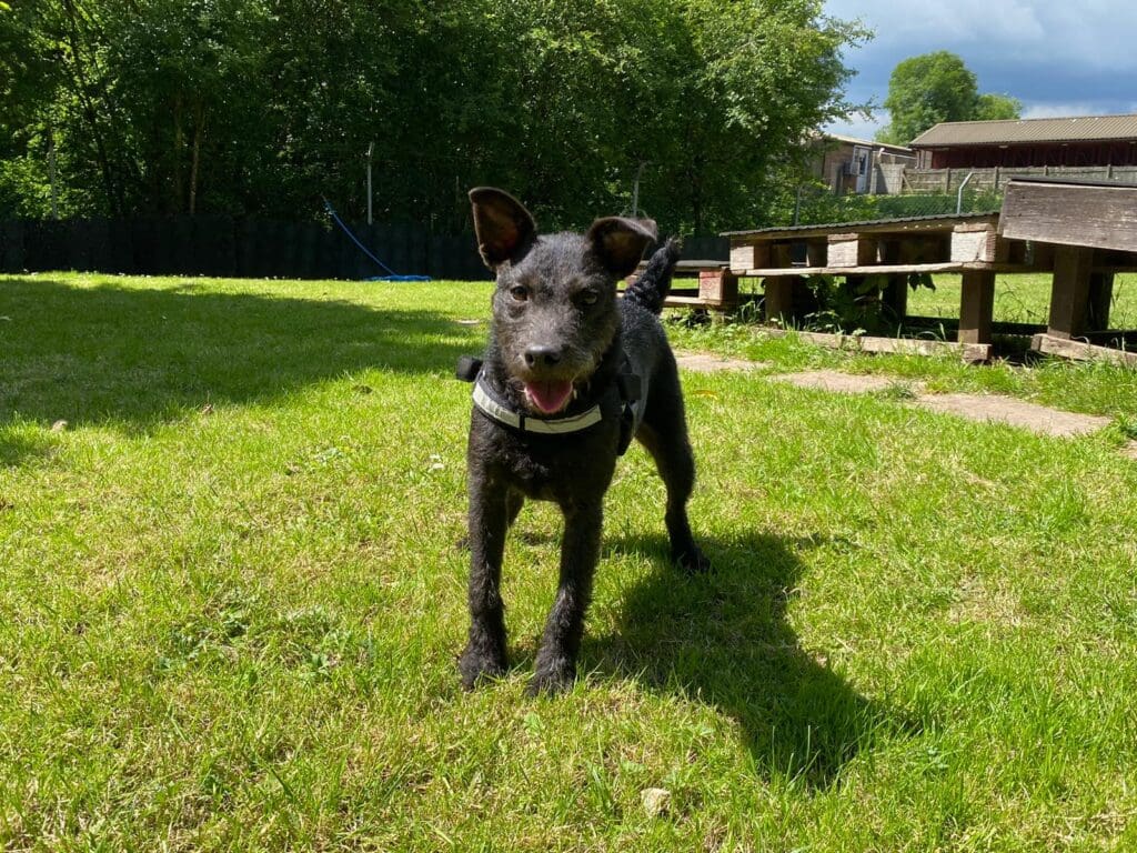 Newport centre braced for RSPCA’s busiest summer day