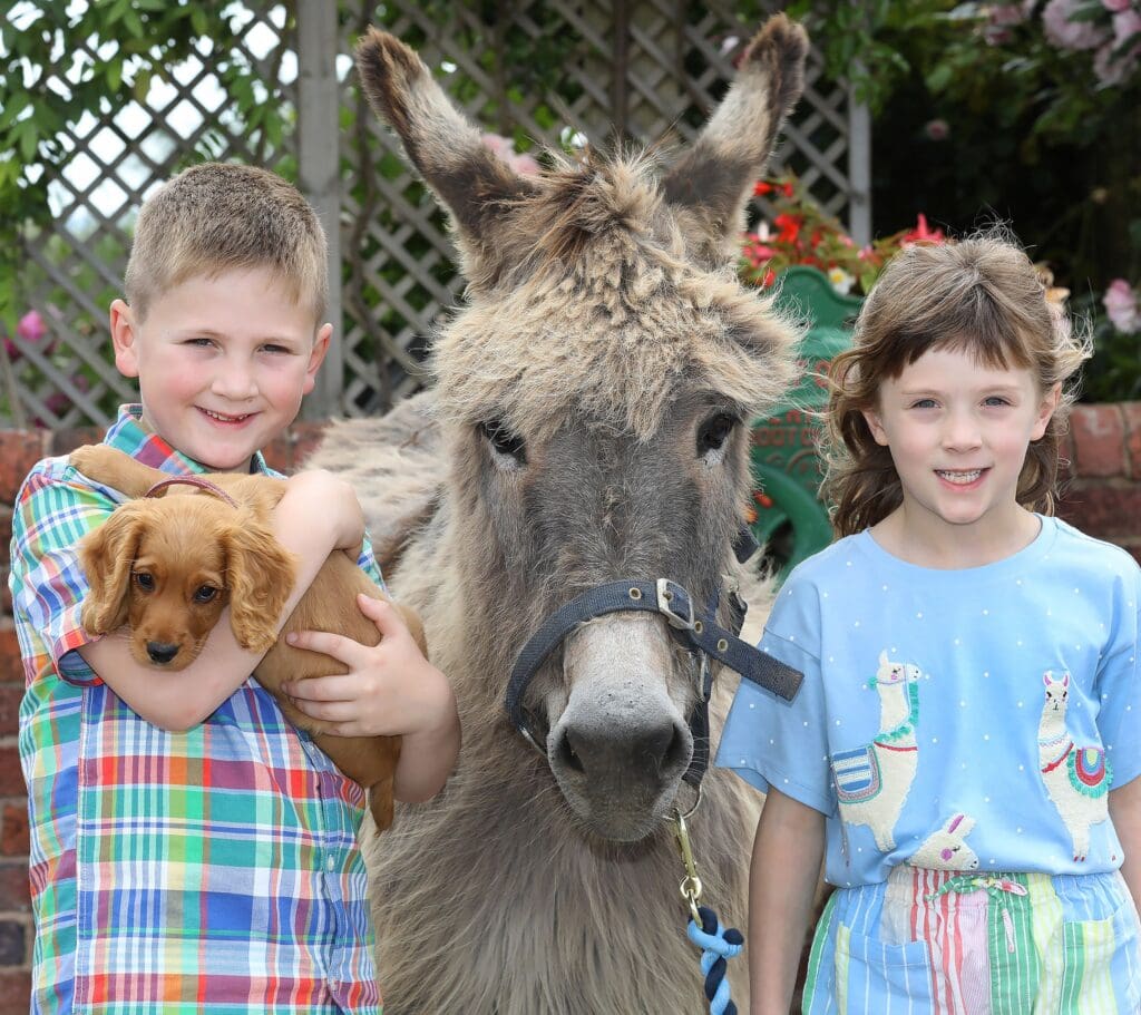 Record-breaking entries for this weekend’s Llanfyllin Show