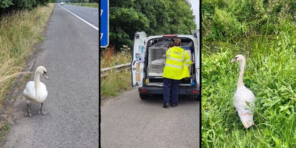 RSPCA rescues disorientated swan after crash landing on A48
